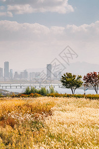 韩国首尔天空公园秋干芦苇田与图片