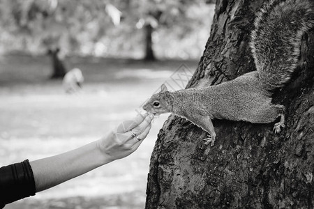 灰松鼠从女人的手上吃核桃黑白图片图片