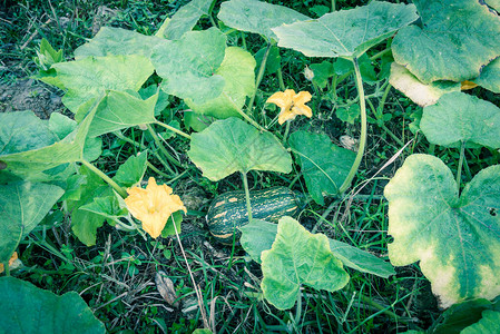 准备在越南北部农村场收获的绿色南瓜生长在黏土的强绿色南瓜藤与杂草黄色花和幼背景图片