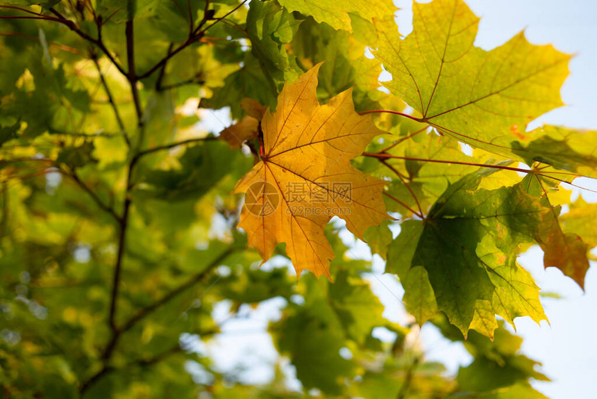 菩提树的黄色叶子在天空和背光的映衬下从椴树叶的秋天背景黄色的秋叶秋天的绿叶和黄图片