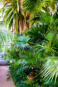 棕榈叶深绿色背景自图片
