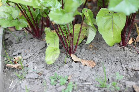 园艺植物中的植物夏季图片