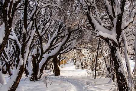 下午森林雪树蓝天图片图片