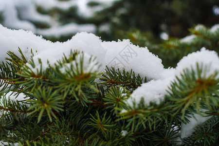 雪中的云杉特写图片