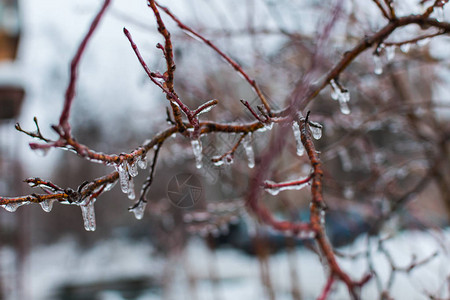 树枝上的冰柱雨后的寒流背景图片