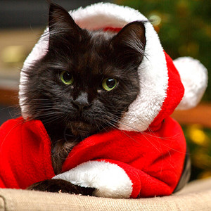 黑猫的节日画像扮成圣诞老图片