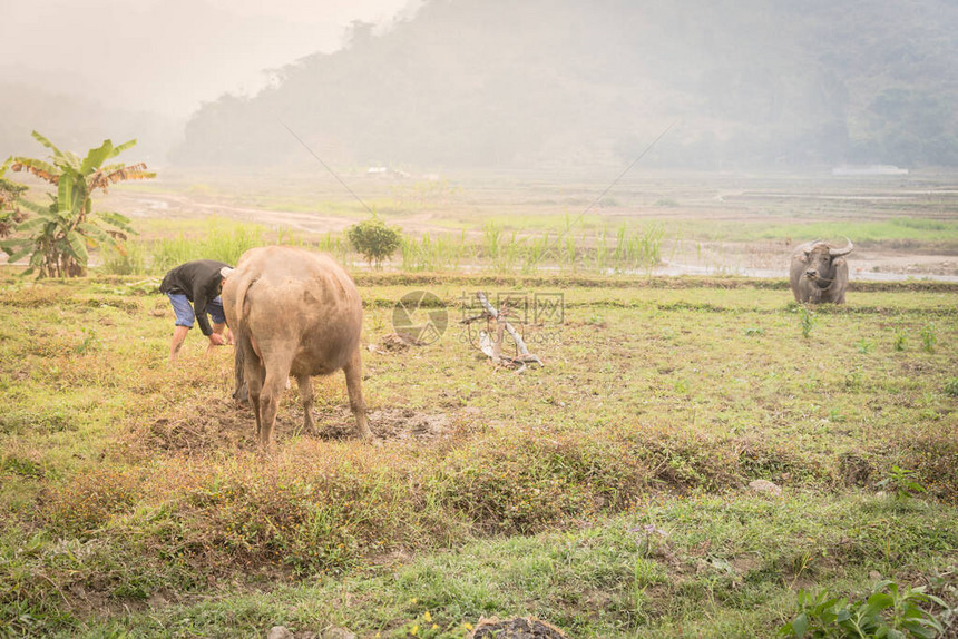 身份不明的工人正在农场里用皮带牵着黑水牛和犁越南北部农村和偏远农田村的传统耕作图片