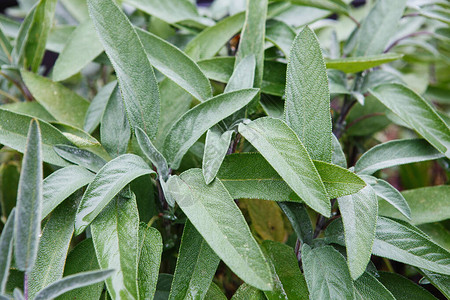 生长在药草园的芳香鼠尾草鼠尾草叶子丹参科普图片