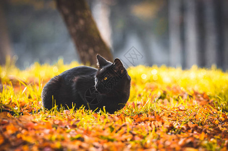 黄草中的黑猫咳嗽打喷嚏或打嗝图片