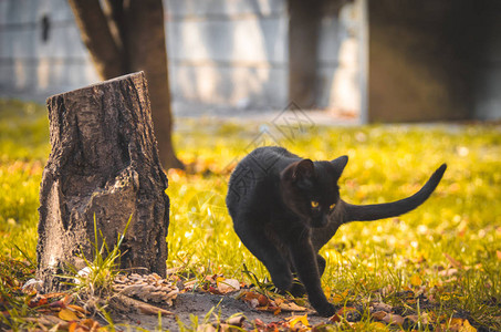 黑小猫加速在树桩附近转动运行图片