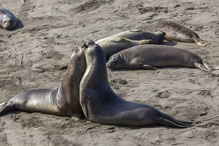 美国加利福尼亚海岸的海豹衬衫图片