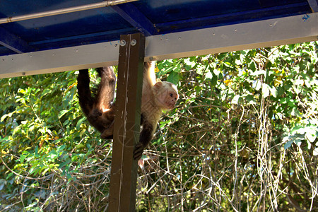 哥斯达黎加猴子跳图片