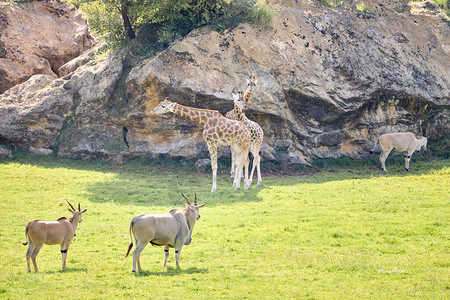 长颈鹿旁边的一对电子陆地羚羊图片