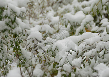 秋天的第一场雪下了雪躺在绿色和黄色的叶子上降雪和冬天图片