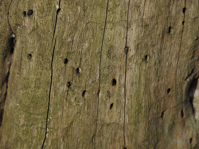 绿色腐烂的木头被昆虫吃掉背景图片