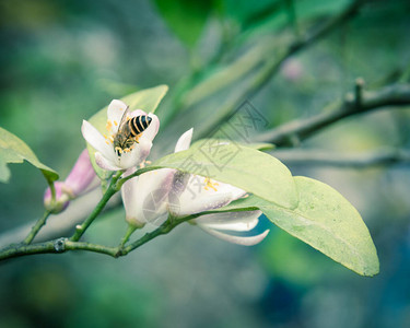 一只蜜蜂正在收集石灰花上的猎物自然柑橘树柠檬豪华粉色和白芽背景图片