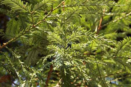 柏北美红杉Sequoiasempervirens关闭Sequaia是库普斯帕塞埃家族中木质植物背景