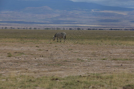 肯尼亚草原地区Z图片