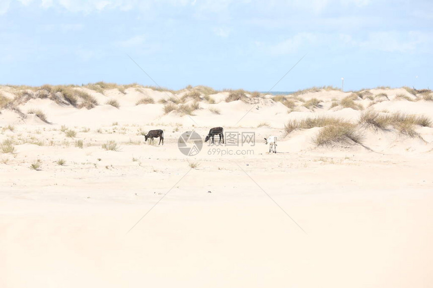 沙漠中的牛图片