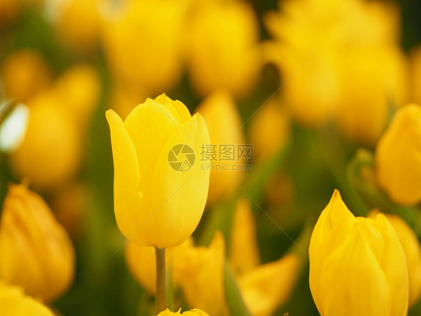 黄色郁金花朵在大自然中蓬盛美图片