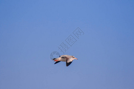 海鸥在天空中飞翔图片