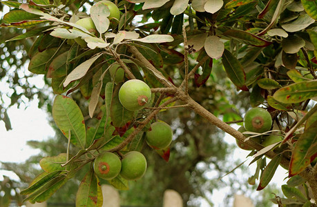 秘鲁利马南美洲的Lucuma果树上一群鲁库图片