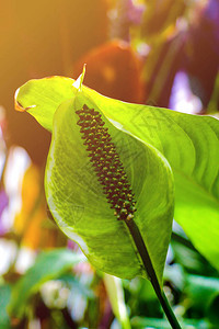 绿色红掌绿叶背景中的热带植物图片