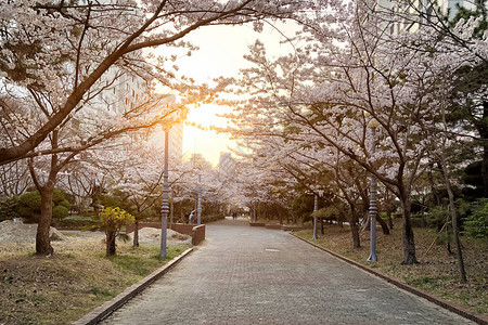韩国首尔春天花园樱花图片