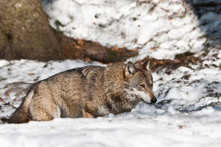 狼在巴伐利亚森林公园巴图片