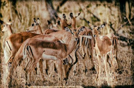 肯尼亚大草原的非洲羚羊图片