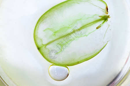 带有葡萄籽油气泡和绿葡萄片的宏观培养皿纯精华护肤油Spa治疗和皮背景图片