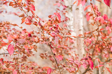 红叶白桦树秋天背景图片
