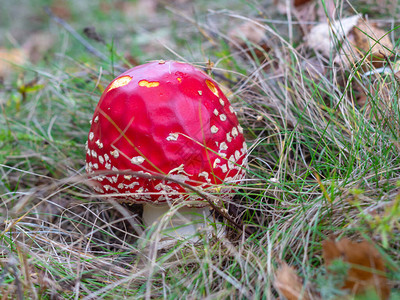 草树枝和落叶中毒蘑菇毒蕈的红色帽子图片