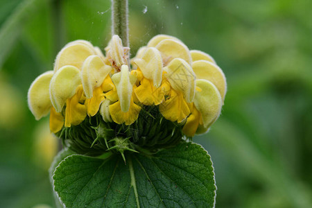 盛开时紧贴土耳其圣洁phlomisruusse图片