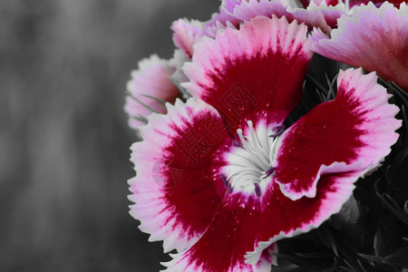 一朵甜威廉花的颜色飞溅在绽放背景图片