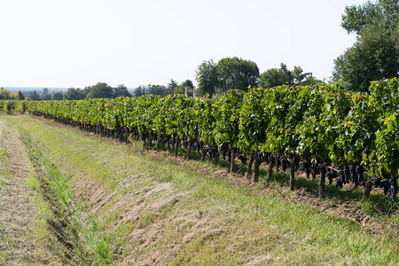 圣埃美隆村葡萄酒波尔多阿基坦法国葡萄园图片