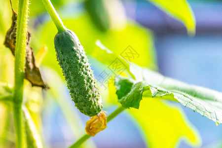 种植在温室生长的黄瓜为素食者种植图片