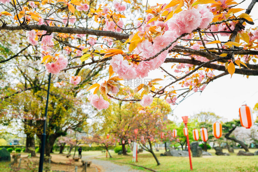 日本春天的和歌山城公园樱花节图片