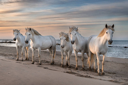 白色马群正在海滩上消磨时间照片来自法国卡玛格Cam背景图片