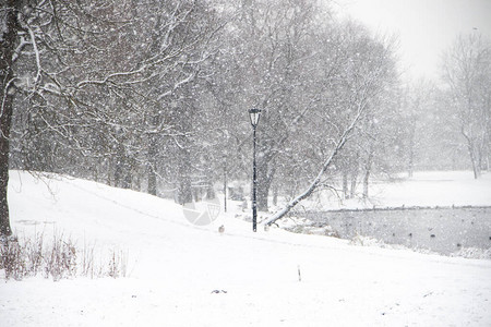 冬季白雪皑的公园与湖的风景图片