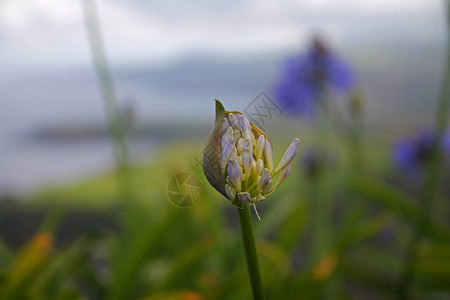 圣米格尔的紫罗兰Agapanthe蓝花图片