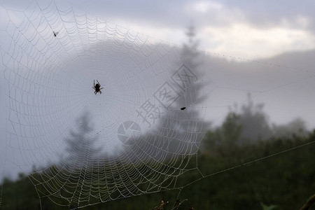 雾蒙的风景喀尔巴阡山脉的晨雾日出带有露珠的蜘蛛网图片