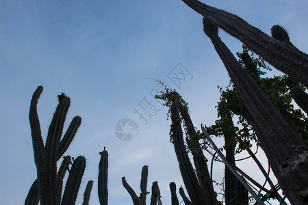 约惠七夕展板哥伦比亚威拉Tatacoa沙漠带新月的背景