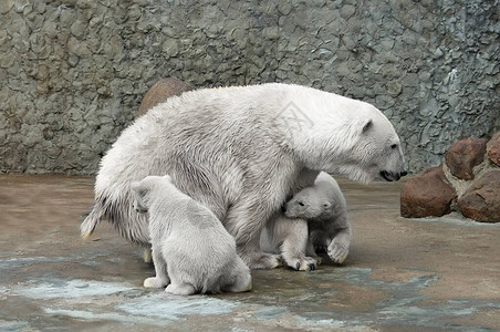 北极熊家庭女和小图片