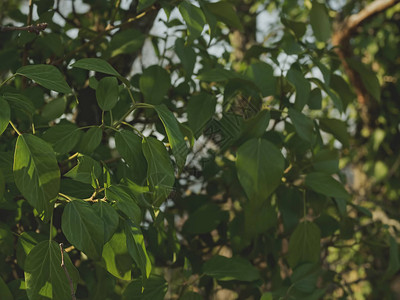 从绿色常春藤叶子的背景树干上覆盖着常青藤天然森林背景背景图片