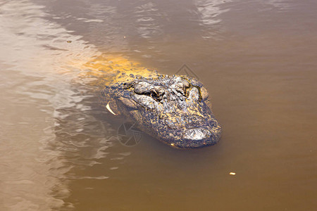 跟踪猎物的鳄鱼crocodyluspo图片