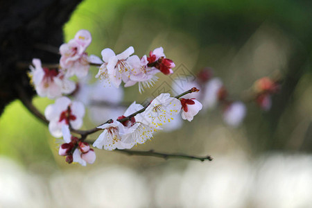 日本春天盛开的樱花图片