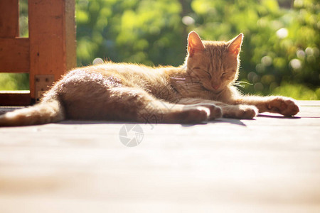 姜猫在阳台上躺着睡觉阳图片