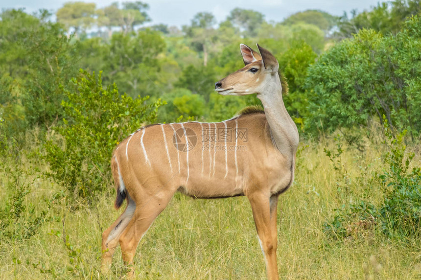 南非克鲁格公园Kruger公园的Kuduantelo图片