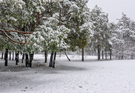 森林冬季雪花白衣树木有滑雪场积雪下图片
